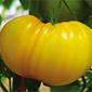 Cueillette d'Eckwersheim Tomate ananas