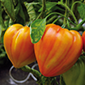 Cueillette d'Eckwersheim Tomate Cœur de Bœuf