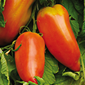 Cueillette d'Eckwersheim Tomate des Andes
