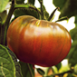 Cueillette d'Eckwersheim Tomate noire de Crimée