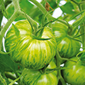 Cueillette d'Eckwersheim Tomate Green Zebra
