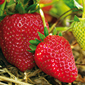 Cueillette d'Eckwersheim Fraises de saison